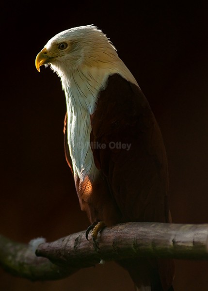 Brahminy Kite - Flora & Fauna...