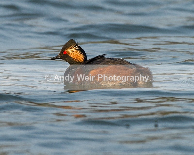 20110328-IMG_2956 - Black-necked Grebe