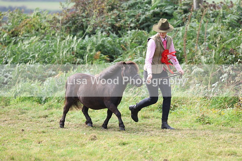 3E7A5652 - In Hand Championship