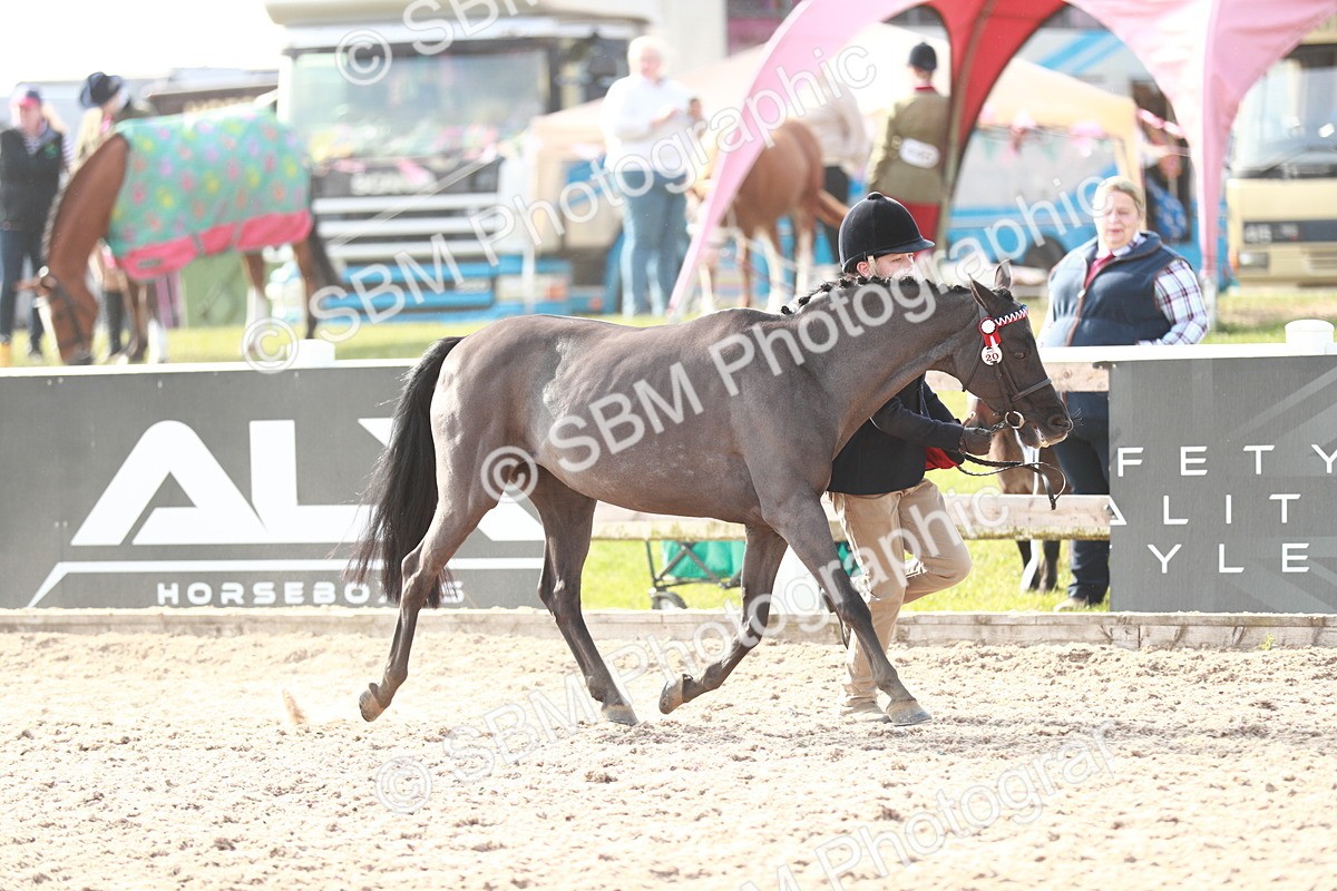 SBM_11051 - Class 205 IH Show Pony/ Show Hunter Pony