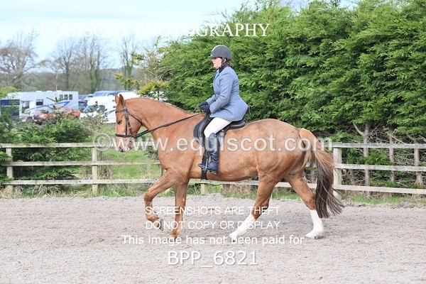 BPP_6821 - RING 1  (RIDDEN HORSES / IN HAND / VETERAN ETC)