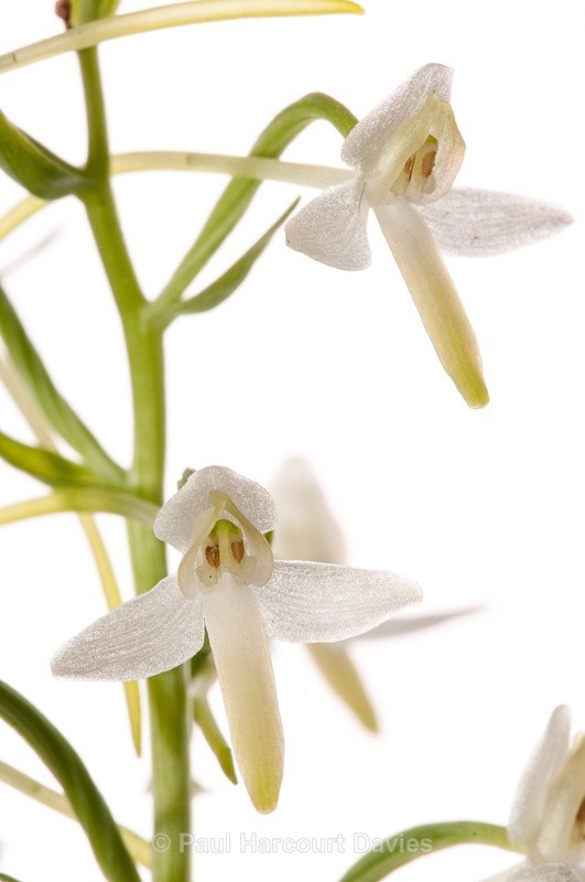  - WB: Orchids - Various