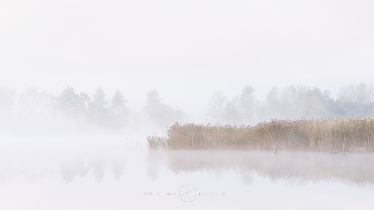 Frensham Dawn - Frensham
