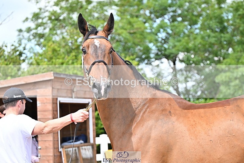 240718A-105248-01168 - Trot Up 12pm to 1pm