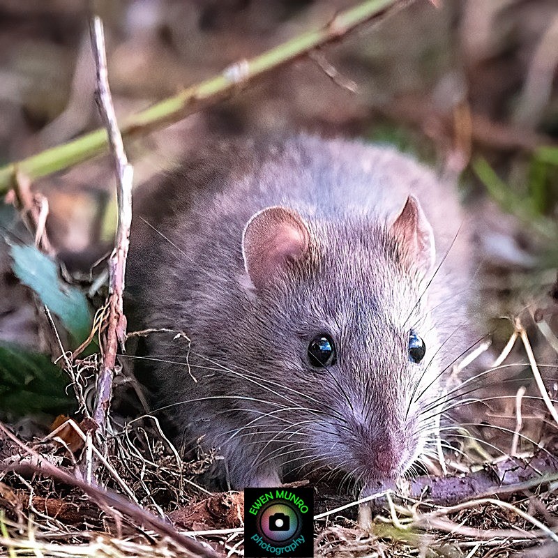B-02-The Garden Rat - 'BEASTIES' of all shapes & sizes