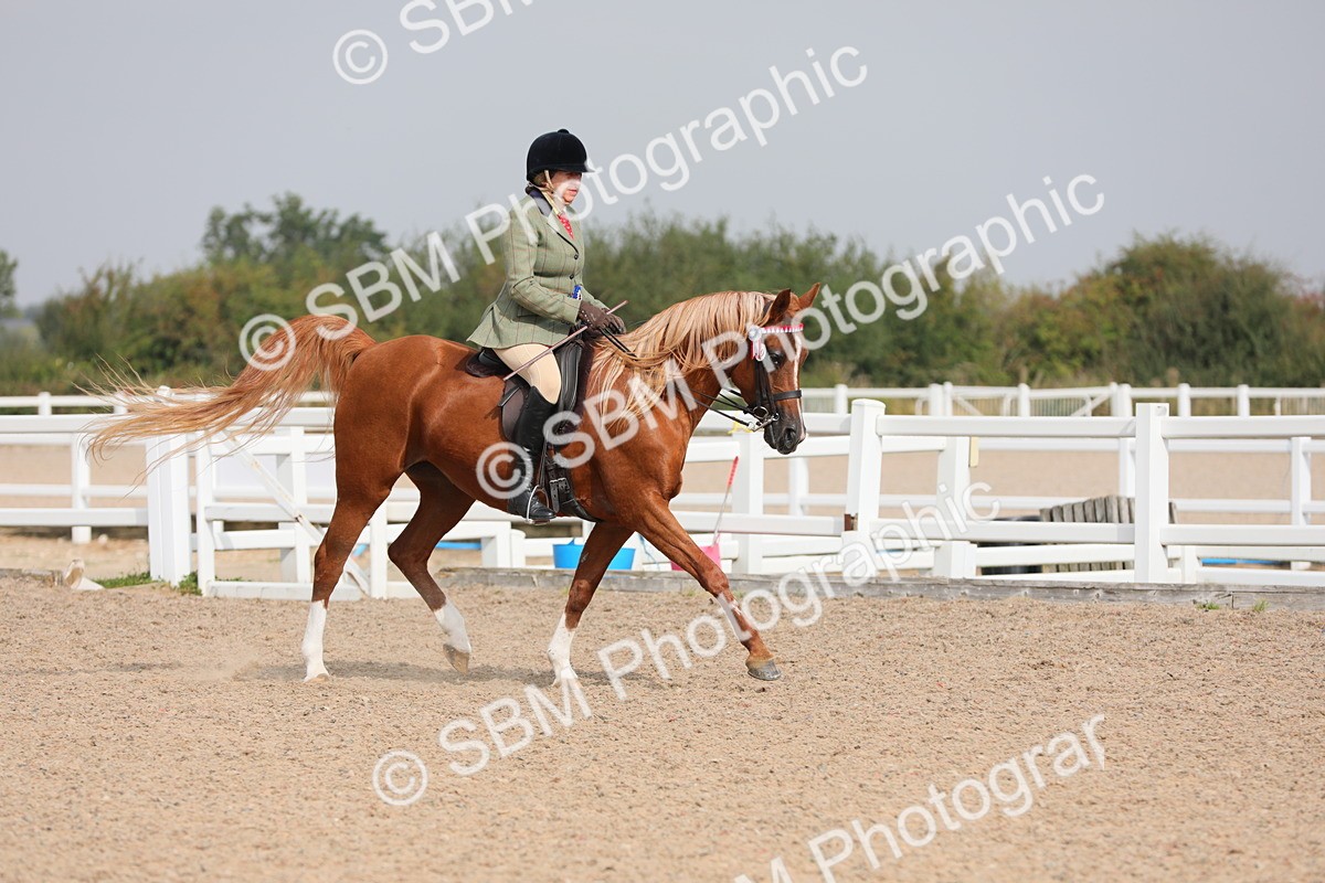 SBM_11505 - Class 305 Ridden Foreign Breeds- Pure Bred