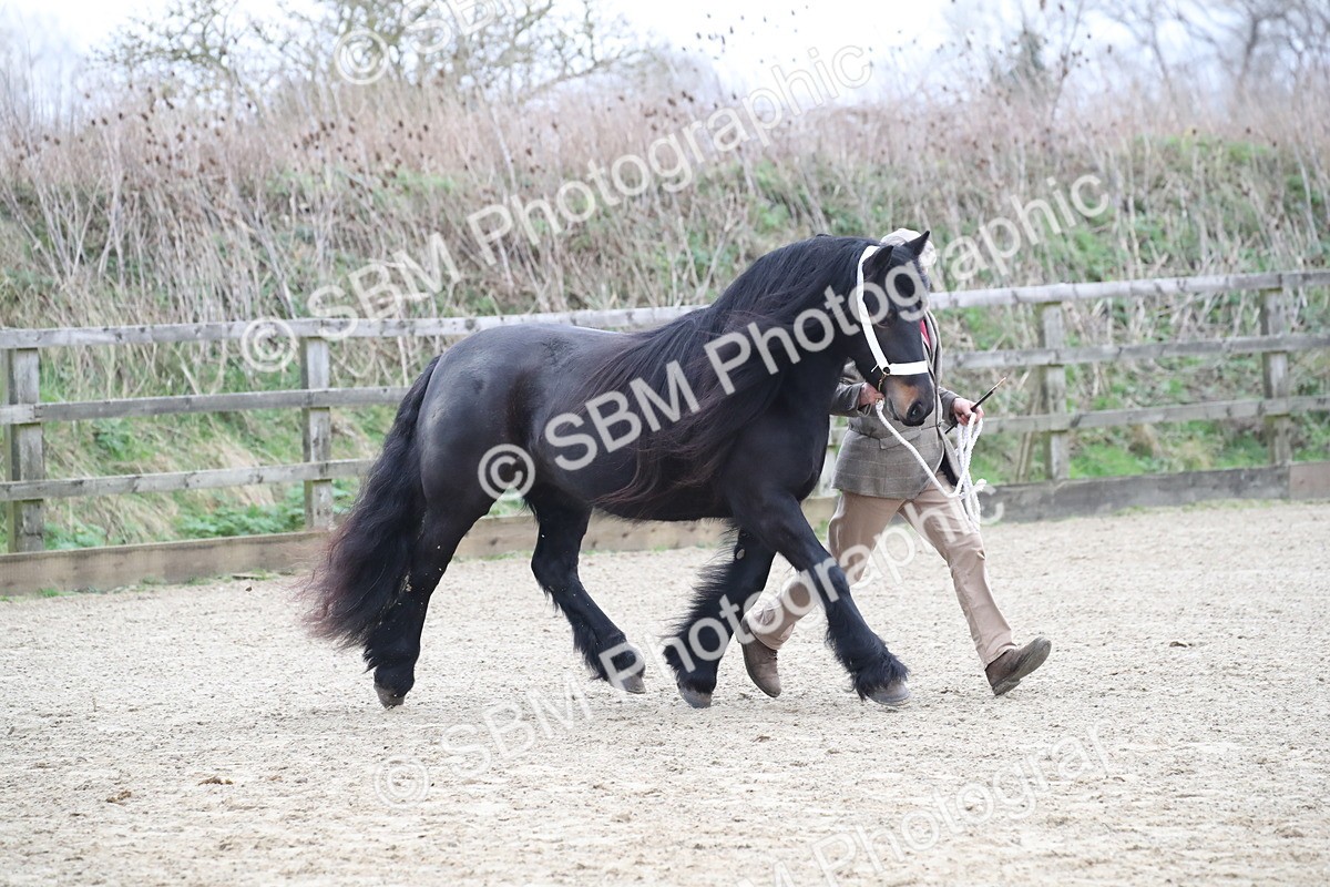 SBM_004031 - Class 1-4 - Young Stock classes Inc. In Hand Championship