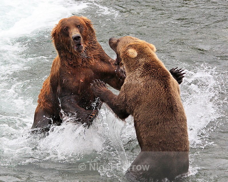 Grizzly Bear confrontation at Brooks Falls - Brown Bear