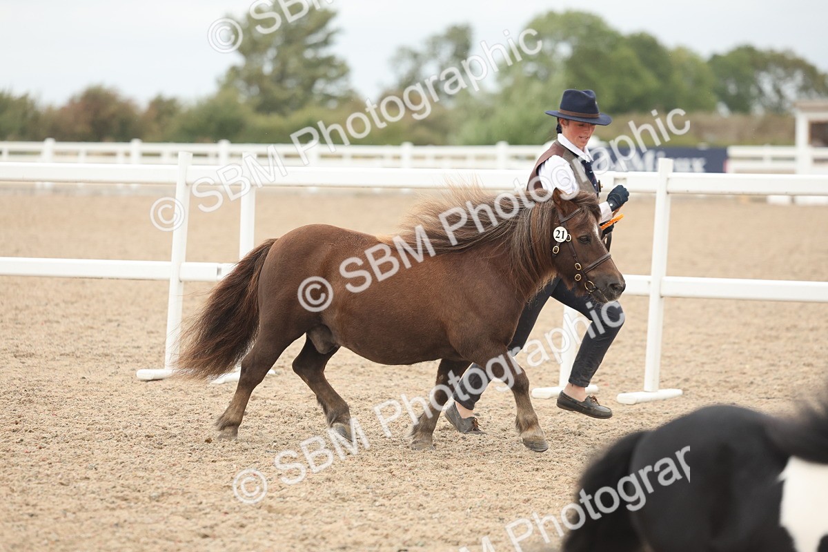 SBM_19468 - Class 317 - IH Pure Bred Horse-Pony