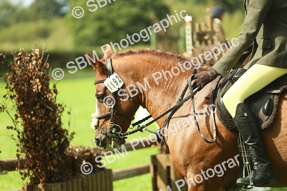 SBM_44578 - S31 - Working Hunter Pony