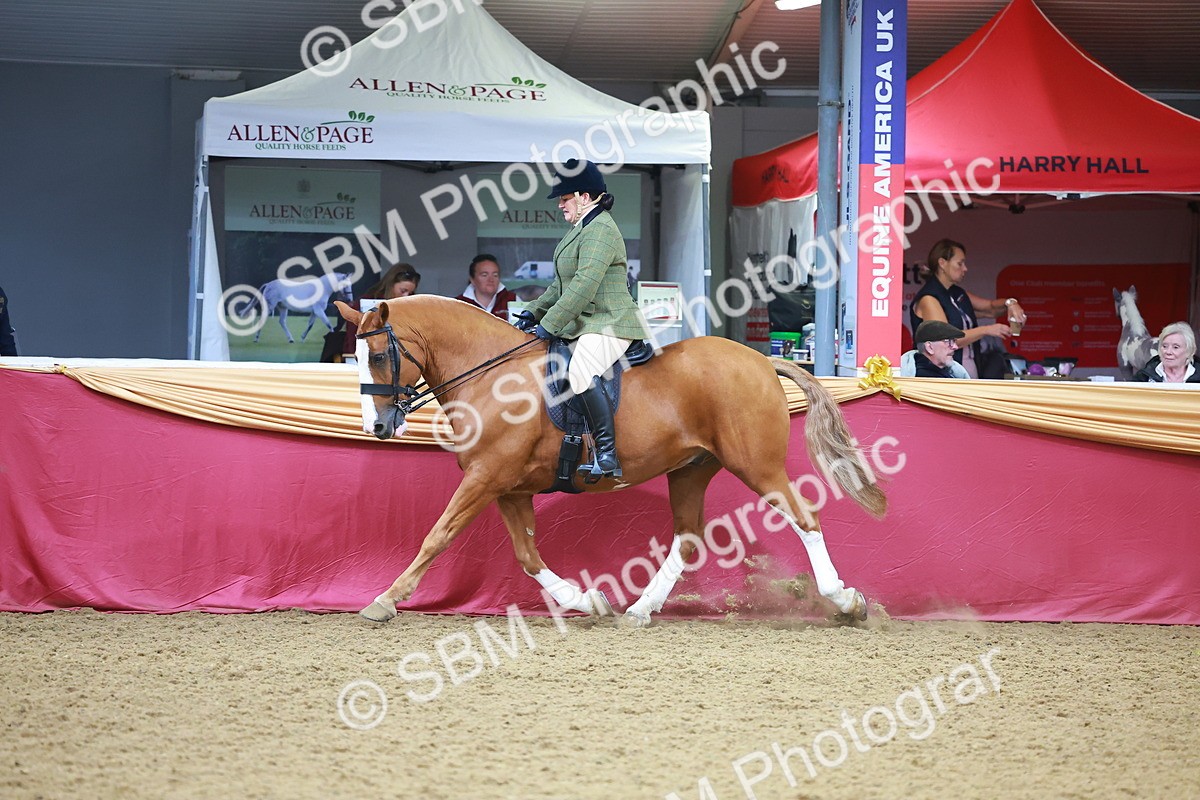 SBM_10673 - Class 103 - HOYS Veteran Qualifier - Ridden Pre Vet