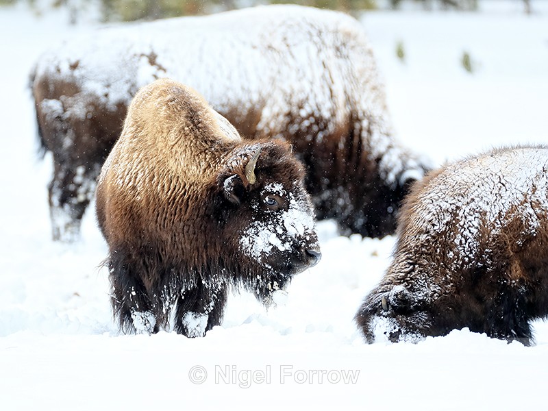 Bison looks up from feeding in snow, Yellowstone National Park - Bison
