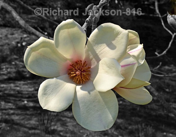 Saucer Magnolia - Flowers