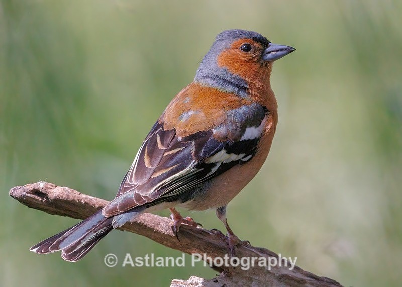 Chaffinch - Latest Images