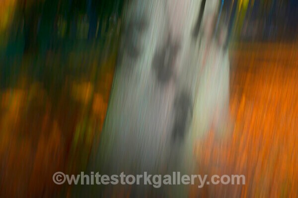  - Light In The Forest