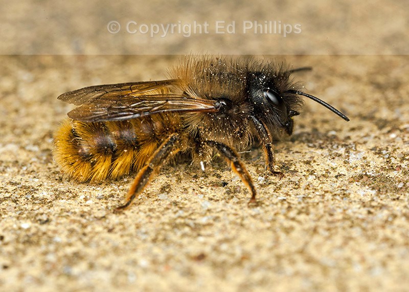 Osmia bicornis (f)