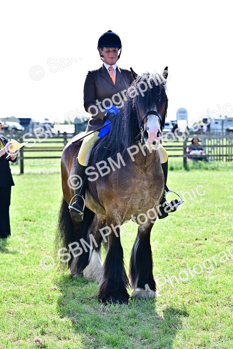 SBM_09422 - Class 63-65 - Traditional Gypsy Cobs In Hand & Ridden
