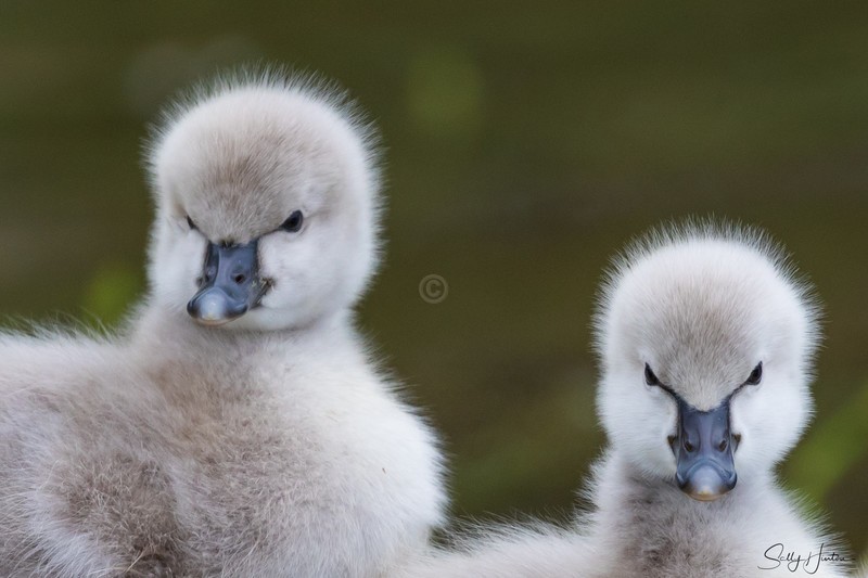 Cygnets 14