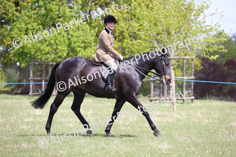 20250427-4060 - Class 34 - Best Riding Horse Over 14.2hh