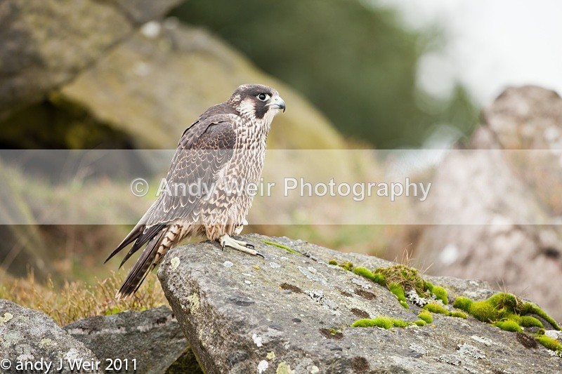  - Peregrine Falcon