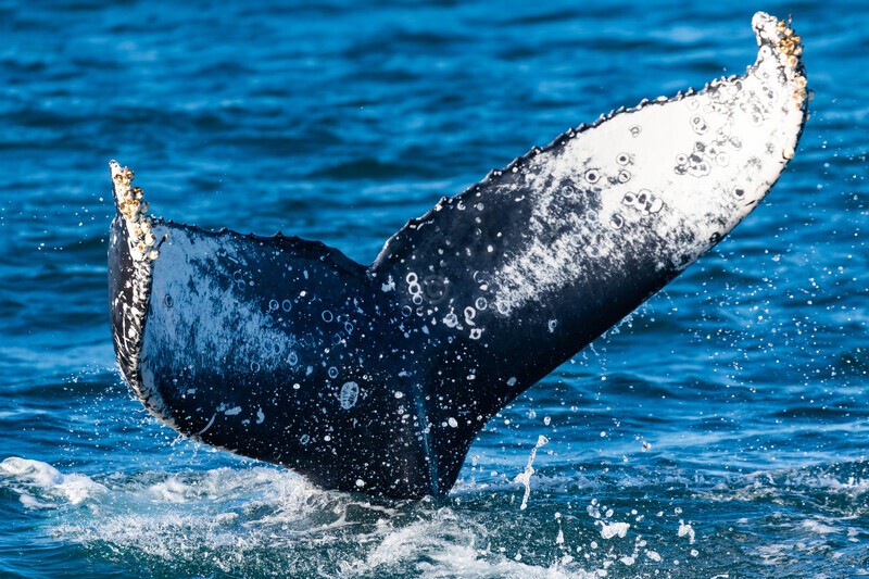 0A3A8497 Colorful Fluke - Humpback Whales