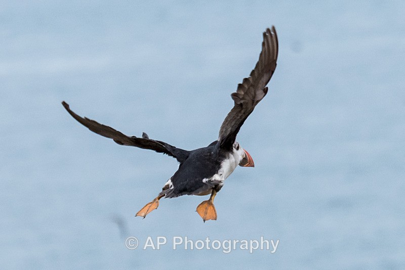 ACP_0417-4 - Puffins on Skomer Island