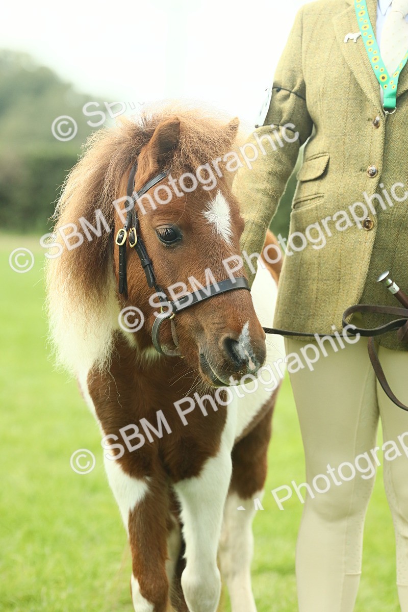 SBM_66442 - S34 - Rehabilitated Rescue Horse & Pony In Hand & Ridden