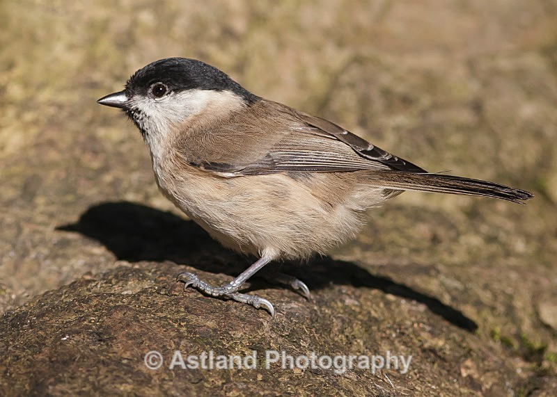 Astland Photography, Bird and Wildlife Images, Susan and Peter Wilson, U.K.