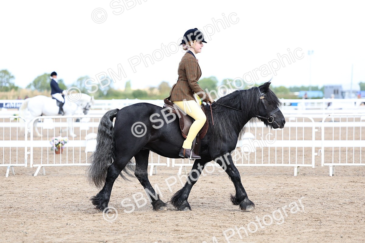 SBM_02418 - Class 19 - Horse or Pony Judge would most like to take home