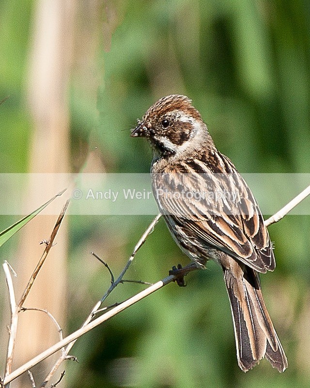 20090531-062 - Buntngs