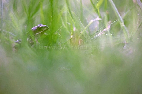  - Reptiles, amphibians & pond life, Great Britian