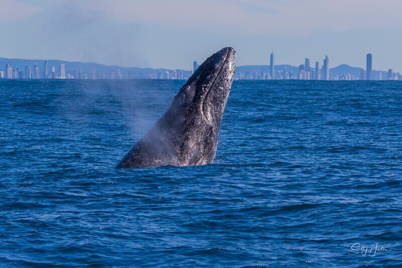 0A3A3341 - 2024 Whale Photos