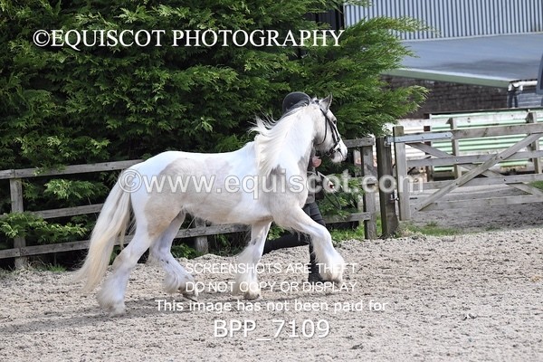 BPP_7109 - RING 1  (RIDDEN HORSES / IN HAND / VETERAN ETC)