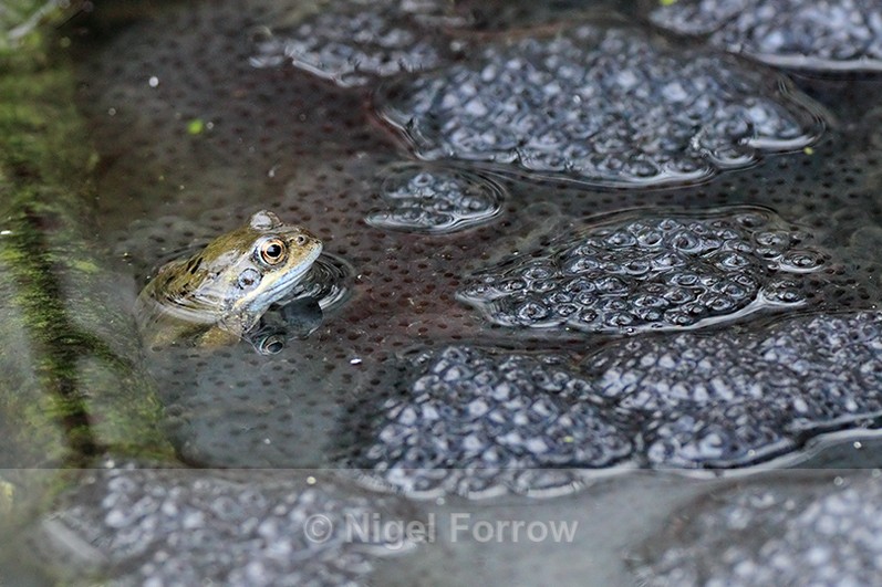 Common Frog watching over a mass of frogspawn at Otmoor - REPTILES & AMPHIBIANS