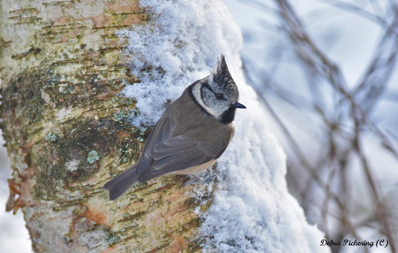 Crested Tit - Birds