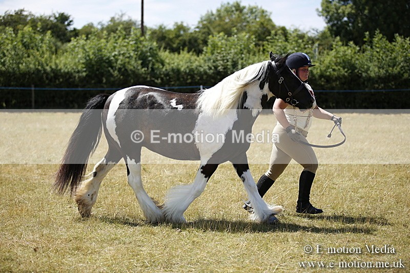 _C7A0139 - In Hand Championship BVRC Show 2018