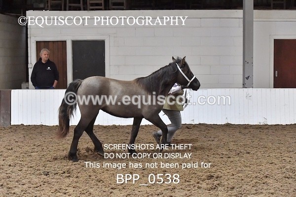 BPP_0538 - RING 1