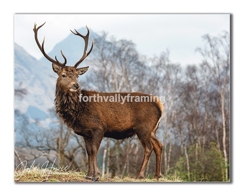  - Scottish Stags- picture