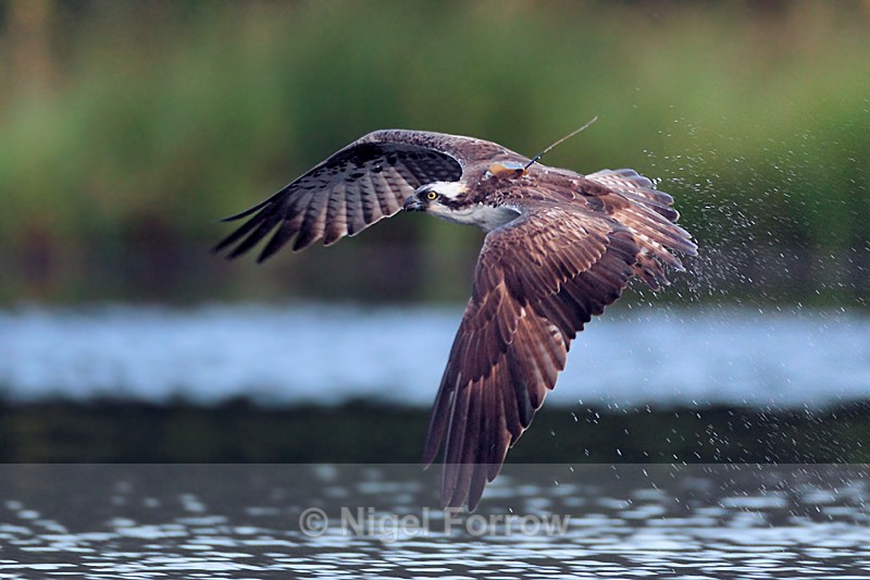 Osprey (Red 8T) in flight with transmitter showing on its back - Osprey