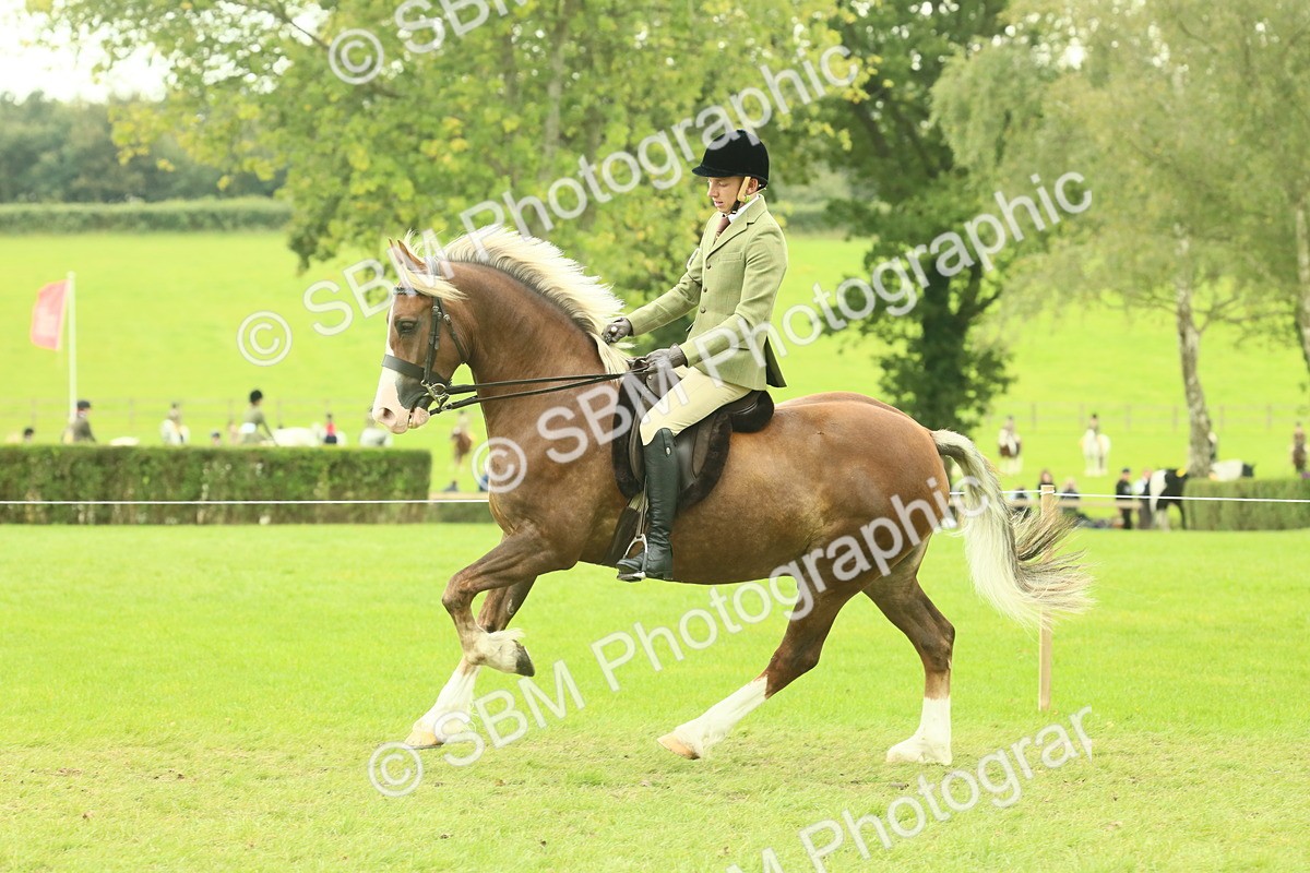 SBM_72099 - S60 - Mountain & Moorland Ridden Large Breeds