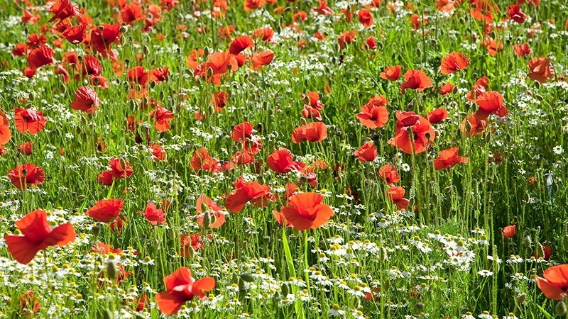Poppies_5493 - Spirit Element