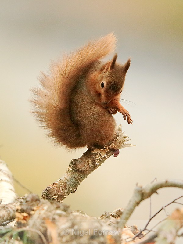 Red Squirrel grooming, Brownsea Island - Squirrel