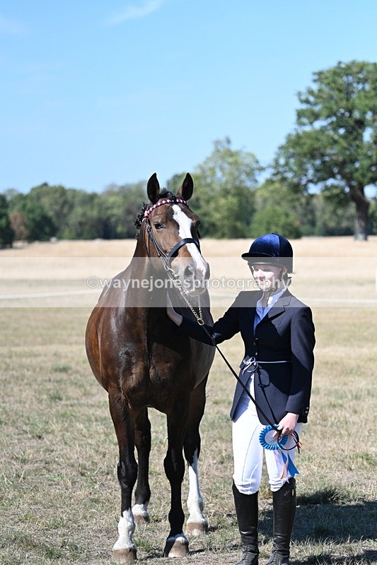WJ7_1660 - Class 42 Most Handsome Gelding