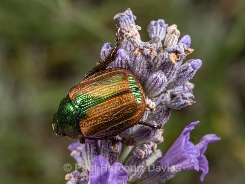 Garden chafer (Phyllopertha horticola - Insects, Spiders and other Animals