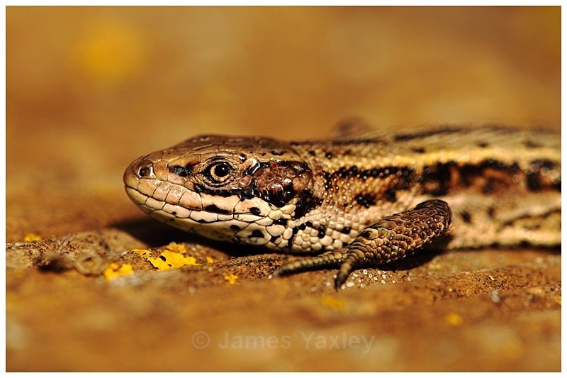 Zootoca Vivipara - The British Wildlife Photography Awards 2009 to 2014