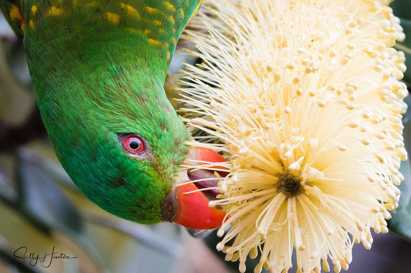 Scaly Breasted Lorikeet 8
