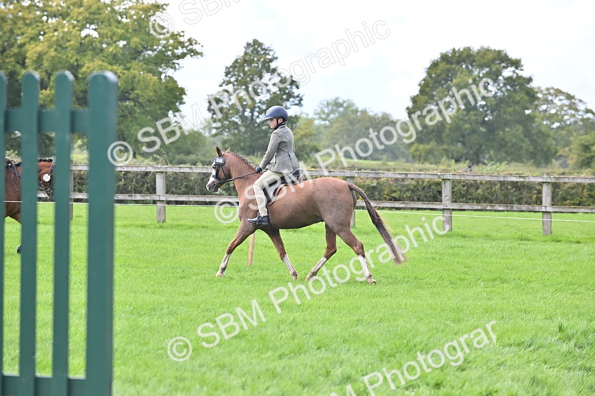 SBM_44490 - S13 - Pony Club Pony