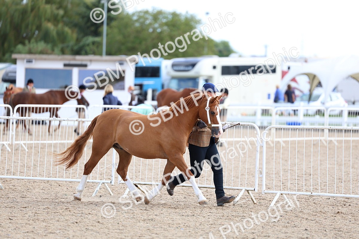 SBM_18715 - Class 317 - IH Pure Bred Horse-Pony