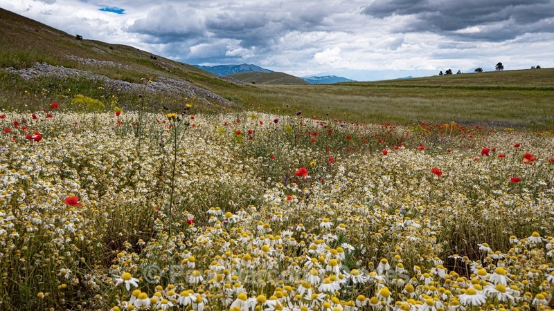 Flowering meadows above Santa Stefano di Sessanio - Flowers in the Landscape - 2