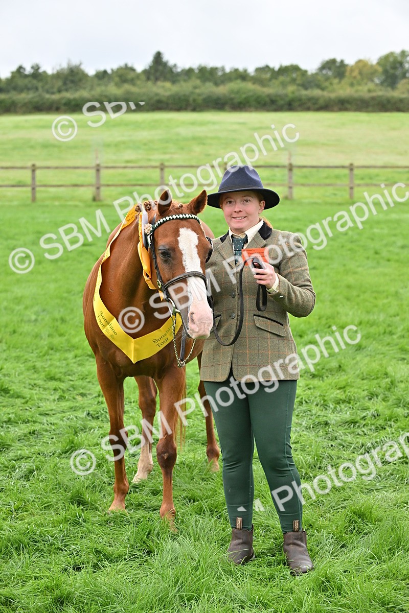 SBM_57580 - S46 - Part Bred Arab & Native Pony In Hand